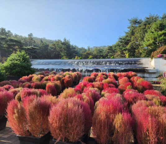 추석연휴! 바다향기수목원에서 준비한 체험과 가을꽃의 향연