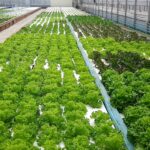 경기도농업기술원, ‘아쿠아포닉스 상추 친환경 관리 매뉴얼’ 발간