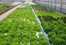 경기도농업기술원, ‘아쿠아포닉스 상추 친환경 관리 매뉴얼’ 발간